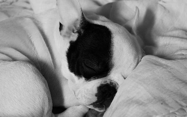 Photo chiot Bouledogue Français - Dino - Bouledogue Français