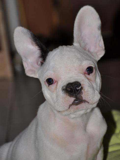 Rambo 4 mois - Bouledogue Français (4 mois)