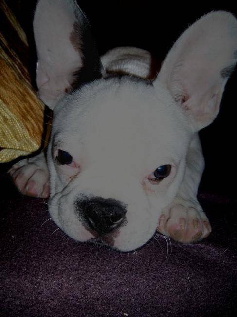 Rambo 4 chiot Bouledogue Français 4 mois - Bouledogue Français (4 mois)
