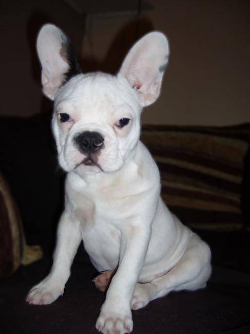 Chiot Bouledogue Français : Rambo - Bouledogue Français
