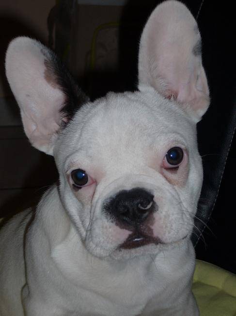 Rambo 4 mois - Bouledogue Français (4 mois)