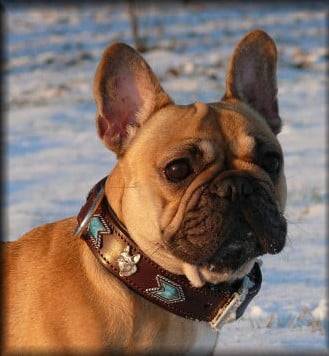 Calypso de l'Ordre du Phénix 2 ans - Bouledogue Français (2 ans)