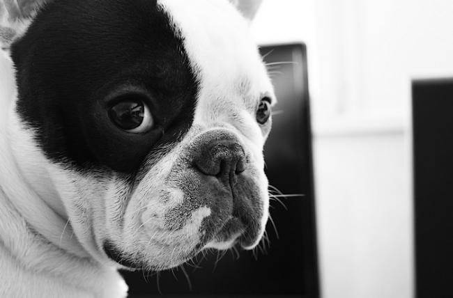 Dino 14 mois - Bouledogue Français (1 an et 2 mois)