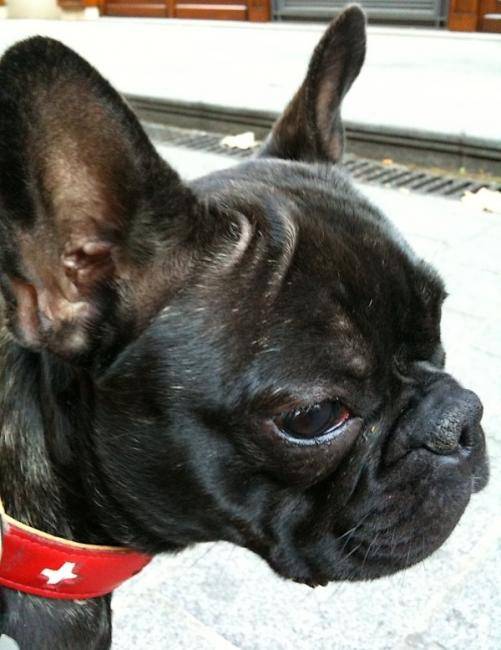 Bouledogue Français : Dali 2 ans - Bouledogue Français (2 ans)
