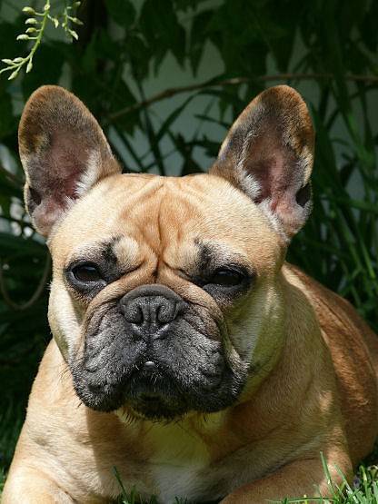 Calypso Bouledogue Français - Bouledogue Français