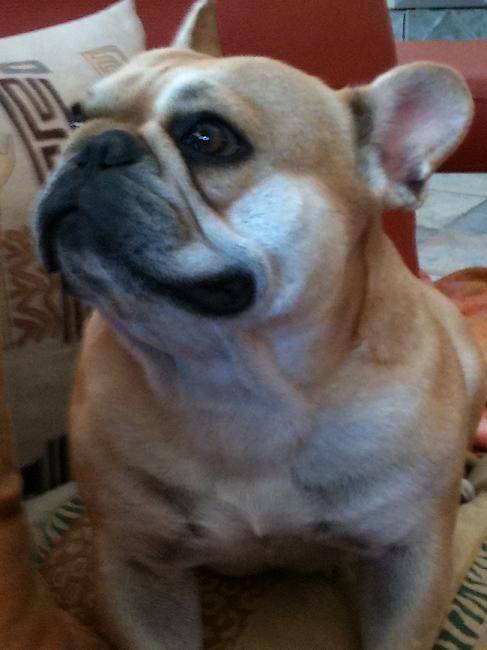 DS, Femelle Bouledogue Français - Bouledogue Français