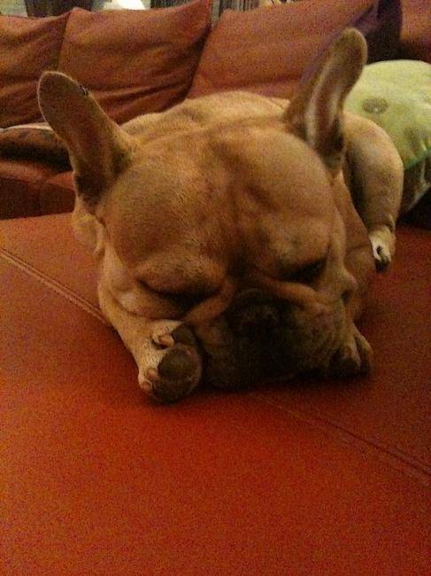 Femelle Bouledogue Français : DS - Bouledogue Français