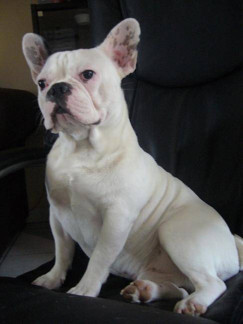 Rambo, 1 an et demi - Bouledogue Français