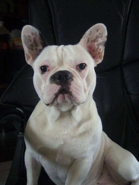 Rambo, Bouledogue Français 1 an et demi - Bouledogue Français