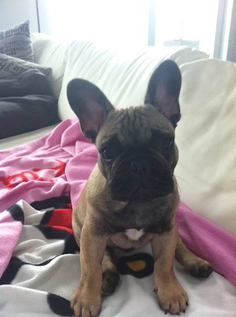 Fangio, Bouledogue Français 5 mois - Bouledogue Français (5 mois)