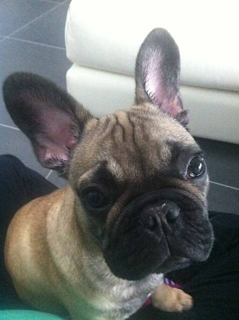 Portrait Fangio bouledogue Français 5 mois - Bouledogue Français (5 mois)