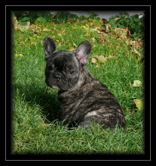 Francky de l'Ordre du Phénix, chiot - Bouledogue Français
