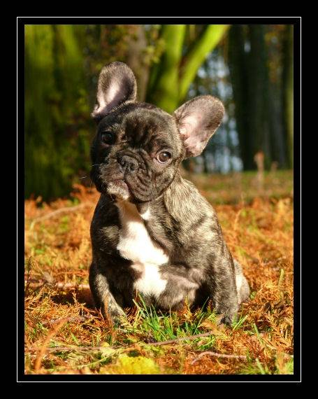 Francky de l'Ordre du Phénix - Bouledogue Français