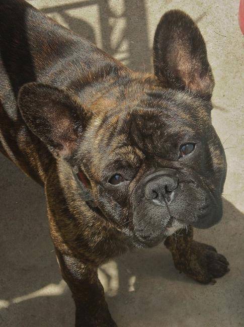 Dolby 3 ans, Bouledogue Français mâle bringé - Bouledogue Français (3 ans)