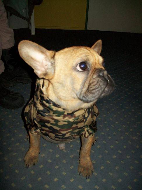 EDMOND EN K-WAY camouflage - Bouledogue Français