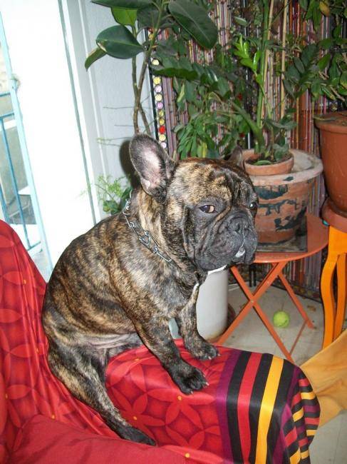 Dolby assis devant la télévision - Bouledogue Français