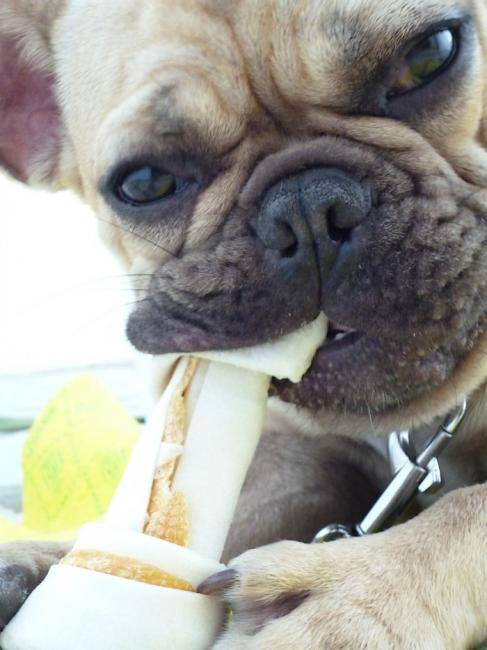 Jagger, Bouledogue Français 11 mois - Bouledogue Français (11 mois)