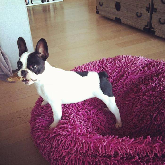 Gravona jeune Bouledogue Français - Bouledogue Français
