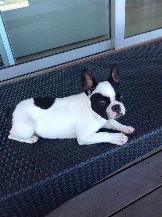 Chiot Bouledogue Français : Gravona - Bouledogue Français