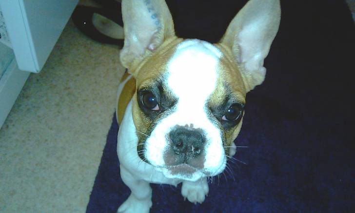 ruby - Bouledogue Français (8 mois)