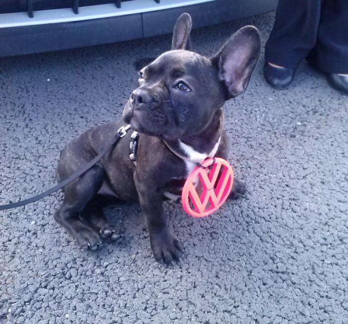 Chanelle 4 mois - Bouledogue Français (4 mois)