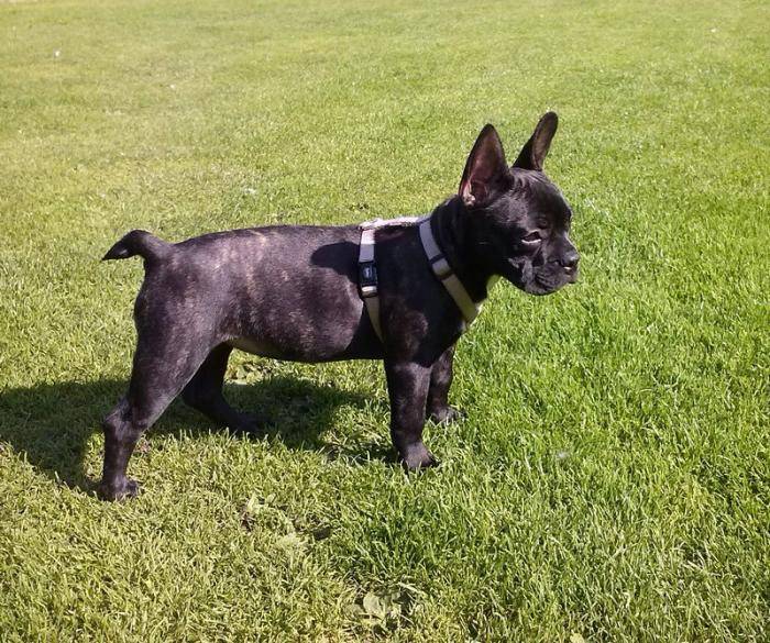 Chanelle Bouledogue français bringué - Bouledogue Français