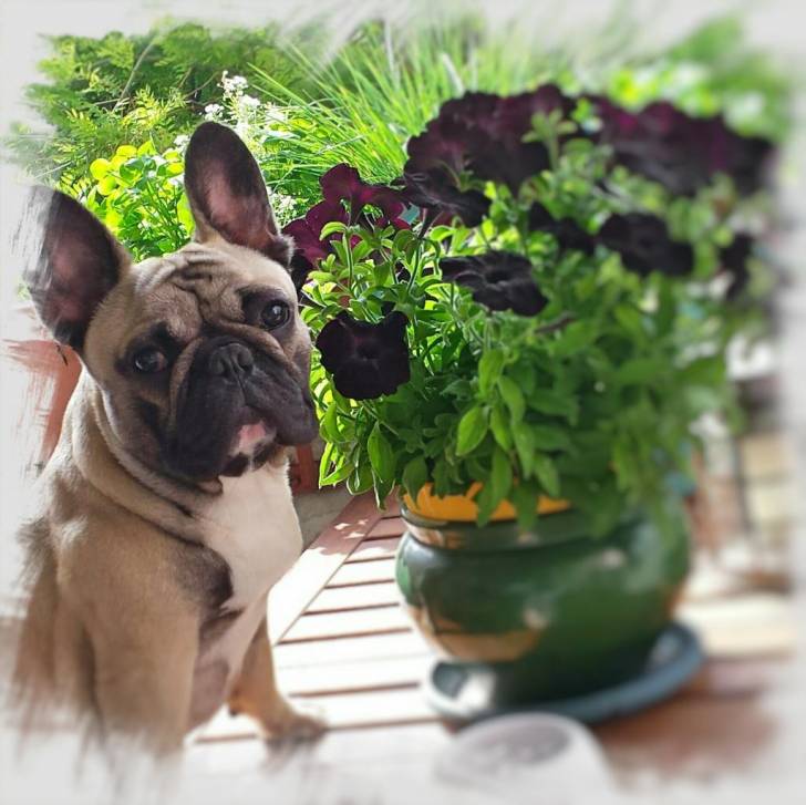 JAÏKO - Bouledogue Français