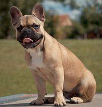 Poupoune - Bouledogue Français