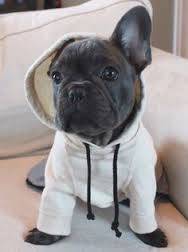 Snoop - Bouledogue Français Mâle (8 mois)