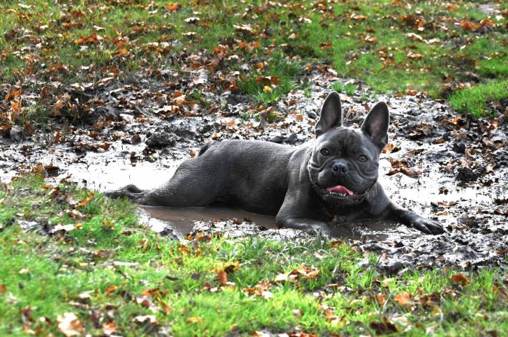 Photo Bouledogue Français