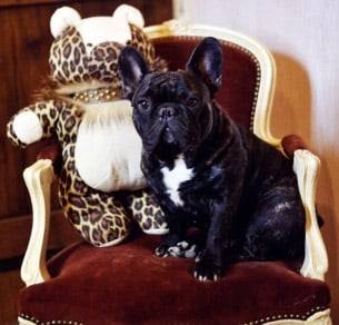 éros - Bouledogue Français Mâle (3 mois)