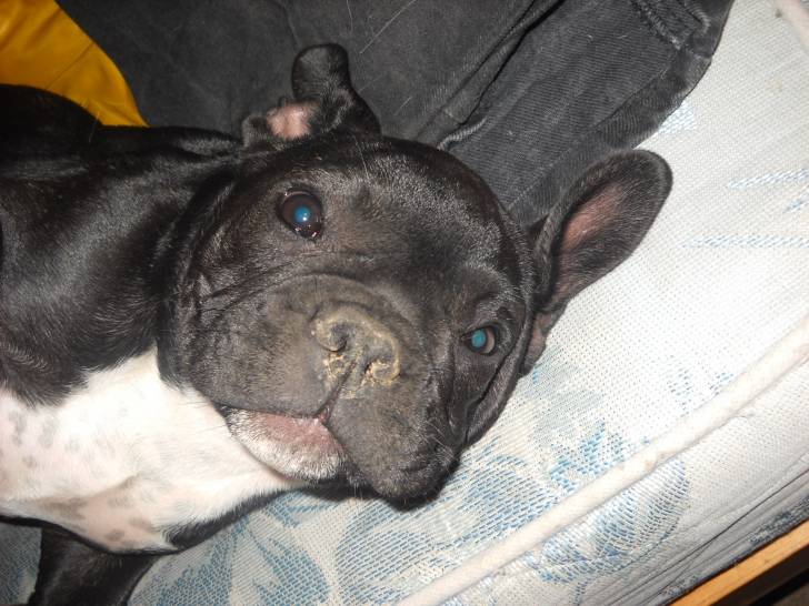 Zizou - Bouledogue Français Mâle (4 mois)