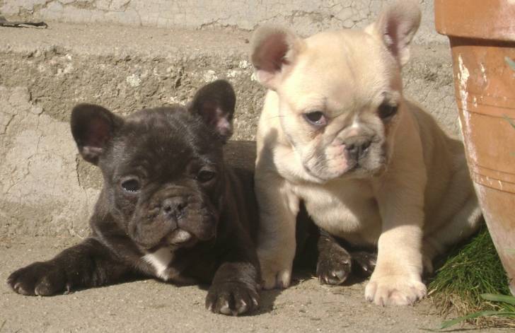 diva et luna - Bouledogue Français (3 mois)