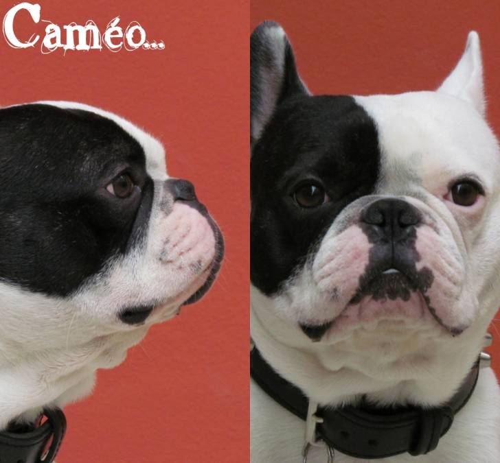 Caméo portraits - Bouledogue Français Mâle (5 ans)