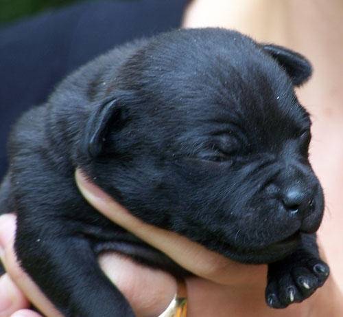 lina - Bouledogue Français (1 mois)