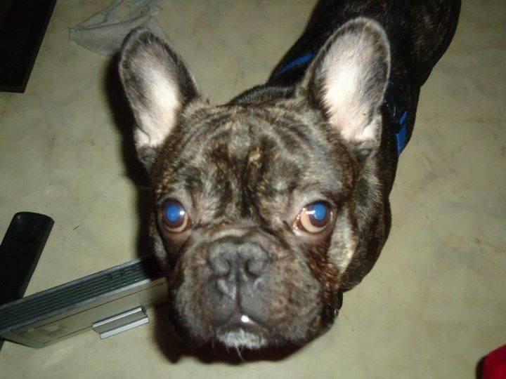 Hornet - Bouledogue Français Mâle (2 ans)