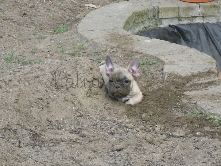 Malya - Bouledogue Français (2 ans)