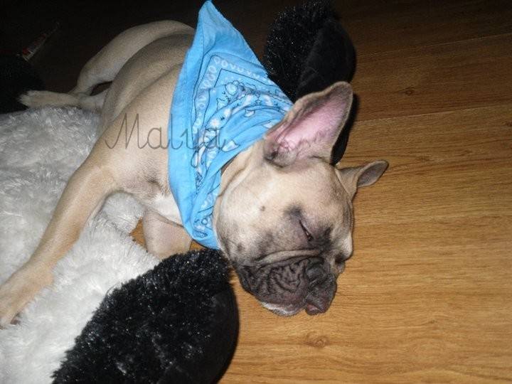 Malya - Bouledogue Français (2 ans)