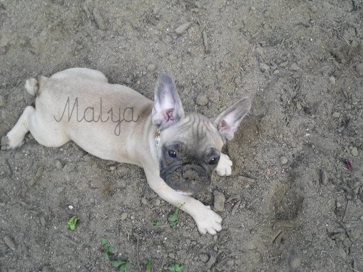 Malya - Bouledogue Français (2 ans)
