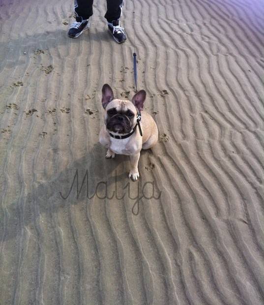 Malya - Bouledogue Français (2 ans)
