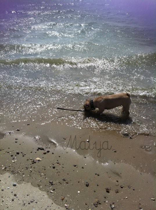 Malya - Bouledogue Français (2 ans)