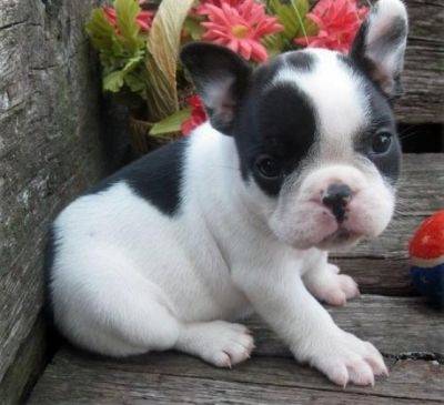 Boby - Bouledogue Français Mâle (1 mois)