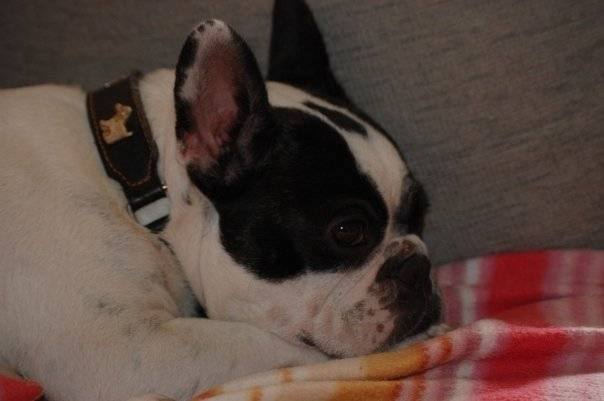Tess - Bouledogue Français (3 ans)