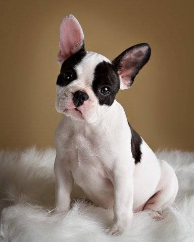 Sasha - Bouledogue Français (2 ans)
