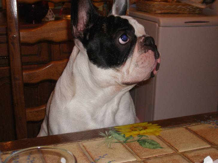Cacahuète - Bouledogue Français Mâle (6 ans)