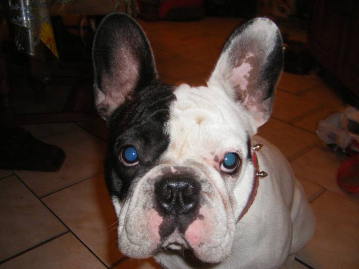 Cacahuète 2 - Bouledogue Français Mâle (6 ans)