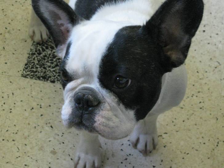 dahlia - Bouledogue Français (3 ans)