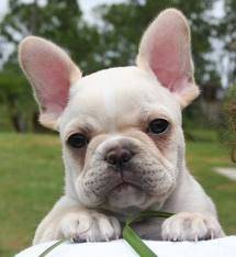 Sweetie - Bouledogue Français (4 mois)