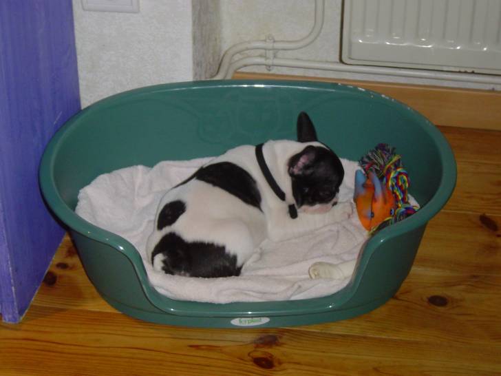 angie - Bouledogue Français (10 mois)