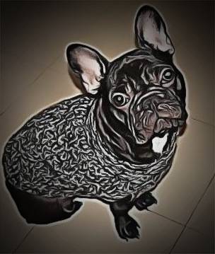 EMMA - Bouledogue Français (2 ans)
